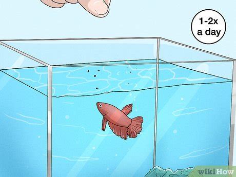 3 Ways to Feed Fish .